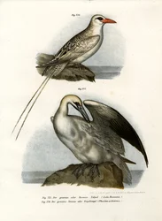 Alcatraz norteño, 1864