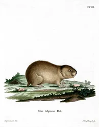 Topo Vole del Norte