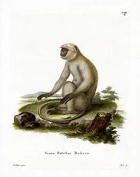 Langur Gris de las Llanuras del Norte