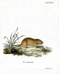 Vole rojo del norte