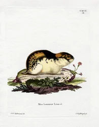 Lemming de Noruega