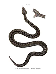 Víbora con cuerno nasal