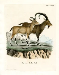 Íbice Nubio