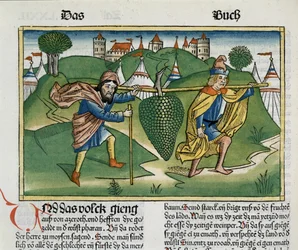 Números 13:23 Las Uvas de Escol, de la Biblia de Núremberg (Biblia Sacra Germanaica)