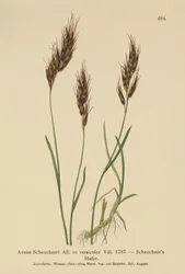 Hierba de Avena (Avena Scheuchzeri, Avena versicolor, Avena alpina)