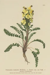 Pedicularis de Oeder (Pedicularis versicolor, Pedicularis Oederi)