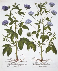 Tréboles de una flor, de Hortus Eystettensis, por Basil Besler, pub. 1613