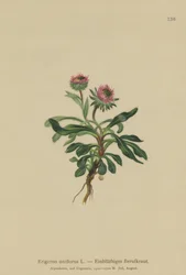 Erigeron de una flor (Erigeron uniflorus)