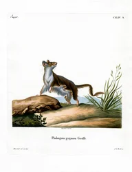 Ratón zarigüeya