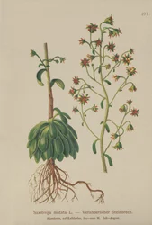 Saxífraga naranja (Saxifraga mutata)