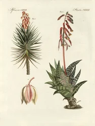 Planta ornamental (grabado coloreado)