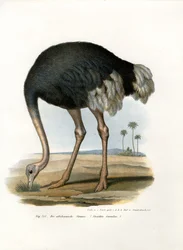 Avestruz, 1864