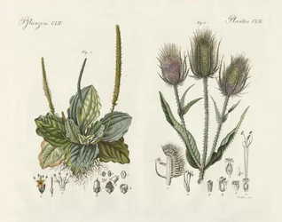 Plantas destacadas