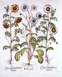 Margarita de ojo de buey y margarita de corona, de Hortus Eystettensis, por Basil Besler, pub. 1613