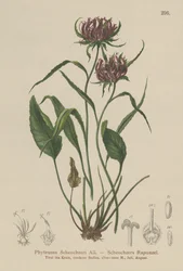 Rampion de Oxford (Phyteuma Scheuchzeri)