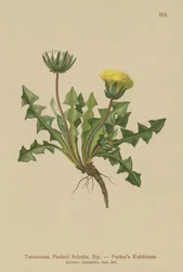 Diente de león de Pacher (Taraxacum Pacheri)