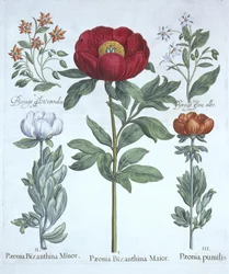 Peonías y Borraja, de Hortus Eystettensis, por Basil Besler (1561-1629), pub. 1613