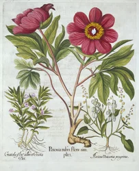 Peonía, Gratiola officinalis y Acedera de Oveja, de Hortus Eystettensis, por Basil Besler (1561-1629), pub. 1613