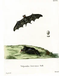 Murciélago de lengua larga de Pallas