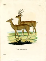 Venado de las Pampas