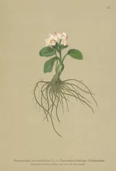 Ranúnculo de hojas de parnassia (Ranunculus parnassifolius)