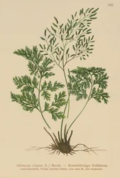 Allosurus crispus, Cryptogramma crispa, Osmunda crispa, Allosorus crispus