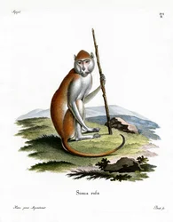 Mono patas