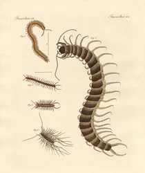 Insectos peculiares