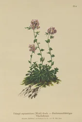 Thlaspi (Thlaspi cepeaefolium)