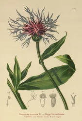 Centaurea perenne (Centaurea montana)