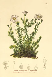 Lino perenne