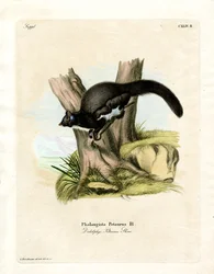 Zarigüeya Petaurina