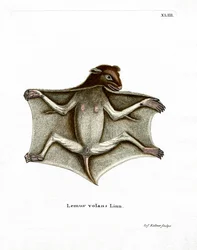 Lémur volador filipino