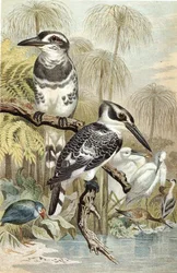 Martín pescador pío, lámina de "Brehms Tierleben: Allgemeine Kunde des Tierreichs", vol.5, p.60, publicado por Bibliographisches Institut