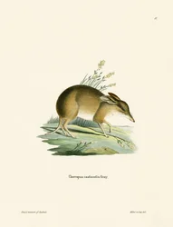 Bandicut de pies de cerdo