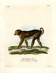 Macaco de cola de cerdo