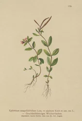 Epilobio de hojas de pimpinela (Epilobium anagallidifolium, Epilobium alpinum)