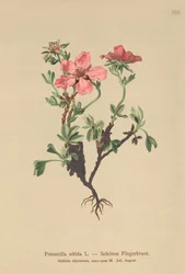 Potentilla rosada (Potentilla nitida)