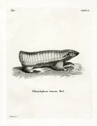 Armadillo Hada Rosa