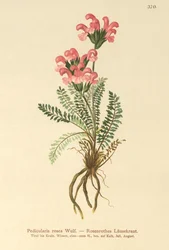 Pedicularis rosada (Pedicularis rosea)