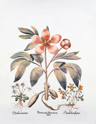 Peonía rosa