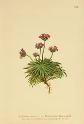 Jazmín de roca rosado (Androsace carnea)