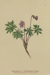 Violeta pinnada (Viola pinnata)