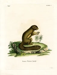 Ardilla de Plátano