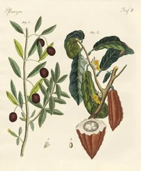 Plantas de países cálidos
