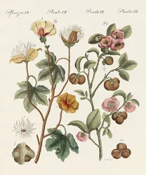Plantas de países cálidos