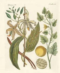 Plantas de países cálidos