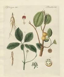 Plantas de países cálidos