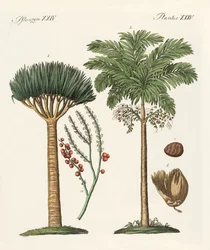 Plantas de países cálidos