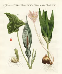Plantas venenosas alemanas